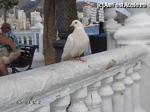 [P22] El Balcon Mediterraneo » foto by Monaa
 - 
<span class="allrVoted glyphicon glyphicon-heart hidden" id="av517101"></span>
<a class="m-l-10 hidden" id="sv517101" onclick="voting_Foto_DelVot(,517101,7803)" role="button">șterge vot <span class="glyphicon glyphicon-remove"></span></a>
<a id="v9517101" class=" c-red"  onclick="voting_Foto_SetVot(517101)" role="button"><span class="glyphicon glyphicon-heart-empty"></span> <b>LIKE</b> = Votează poza</a> <img class="hidden"  id="f517101W9" src="/imagini/loader.gif" border="0" /><span class="AjErrMes hidden" id="e517101ErM"></span>