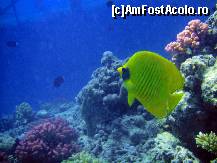 P18 [SEP-2010] poza facuta la ponton ; acesta este un butterfly fish