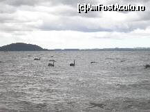 [P15] lacul Rotorua situat langa campingul in care am stat cu lebede negre care isi fac plimbarea de seara » foto by grecudoina
 - 
<span class="allrVoted glyphicon glyphicon-heart hidden" id="av291803"></span>
<a class="m-l-10 hidden" id="sv291803" onclick="voting_Foto_DelVot(,291803,7844)" role="button">șterge vot <span class="glyphicon glyphicon-remove"></span></a>
<a id="v9291803" class=" c-red"  onclick="voting_Foto_SetVot(291803)" role="button"><span class="glyphicon glyphicon-heart-empty"></span> <b>LIKE</b> = Votează poza</a> <img class="hidden"  id="f291803W9" src="/imagini/loader.gif" border="0" /><span class="AjErrMes hidden" id="e291803ErM"></span>