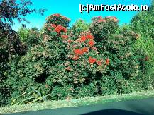 [P31] flori din belsug ! acestia sunt niste arbusti de pe marginea soselei. La o noua sesiunde incarcari poze veti vedea si poze cu orhidee care cresc langa trandafiri si langa brazi... am fost socat de chestia asta! » foto by nuculetul
 - 
<span class="allrVoted glyphicon glyphicon-heart hidden" id="av154461"></span>
<a class="m-l-10 hidden" id="sv154461" onclick="voting_Foto_DelVot(,154461,7844)" role="button">șterge vot <span class="glyphicon glyphicon-remove"></span></a>
<a id="v9154461" class=" c-red"  onclick="voting_Foto_SetVot(154461)" role="button"><span class="glyphicon glyphicon-heart-empty"></span> <b>LIKE</b> = Votează poza</a> <img class="hidden"  id="f154461W9" src="/imagini/loader.gif" border="0" /><span class="AjErrMes hidden" id="e154461ErM"></span>