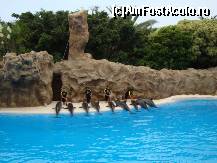 [P03] Loro Parque » foto by luciana_nistor
 - 
<span class="allrVoted glyphicon glyphicon-heart hidden" id="av158550"></span>
<a class="m-l-10 hidden" id="sv158550" onclick="voting_Foto_DelVot(,158550,7921)" role="button">șterge vot <span class="glyphicon glyphicon-remove"></span></a>
<a id="v9158550" class=" c-red"  onclick="voting_Foto_SetVot(158550)" role="button"><span class="glyphicon glyphicon-heart-empty"></span> <b>LIKE</b> = Votează poza</a> <img class="hidden"  id="f158550W9" src="/imagini/loader.gif" border="0" /><span class="AjErrMes hidden" id="e158550ErM"></span>