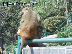 [P65] Kathmandu - La Templul Swayambhunath sau Templul Maimuțelor. » foto by iulianic
 - 
<span class="allrVoted glyphicon glyphicon-heart hidden" id="av1469368"></span>
<a class="m-l-10 hidden" id="sv1469368" onclick="voting_Foto_DelVot(,1469368,7929)" role="button">șterge vot <span class="glyphicon glyphicon-remove"></span></a>
<a id="v91469368" class=" c-red"  onclick="voting_Foto_SetVot(1469368)" role="button"><span class="glyphicon glyphicon-heart-empty"></span> <b>LIKE</b> = Votează poza</a> <img class="hidden"  id="f1469368W9" src="/imagini/loader.gif" border="0" /><span class="AjErrMes hidden" id="e1469368ErM"></span>