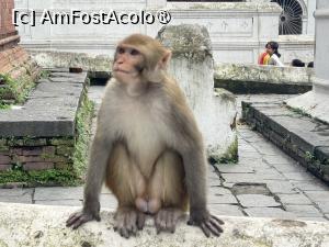 [P38] Pashupatinath » foto by Mika
 - 
<span class="allrVoted glyphicon glyphicon-heart hidden" id="av1507311"></span>
<a class="m-l-10 hidden" id="sv1507311" onclick="voting_Foto_DelVot(,1507311,7929)" role="button">șterge vot <span class="glyphicon glyphicon-remove"></span></a>
<a id="v91507311" class=" c-red"  onclick="voting_Foto_SetVot(1507311)" role="button"><span class="glyphicon glyphicon-heart-empty"></span> <b>LIKE</b> = Votează poza</a> <img class="hidden"  id="f1507311W9" src="/imagini/loader.gif" border="0" /><span class="AjErrMes hidden" id="e1507311ErM"></span>