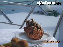 [P08] Lunch » foto by marinescubgdn
 - 
<span class="allrVoted glyphicon glyphicon-heart hidden" id="av175594"></span>
<a class="m-l-10 hidden" id="sv175594" onclick="voting_Foto_DelVot(,175594,7983)" role="button">șterge vot <span class="glyphicon glyphicon-remove"></span></a>
<a id="v9175594" class=" c-red"  onclick="voting_Foto_SetVot(175594)" role="button"><span class="glyphicon glyphicon-heart-empty"></span> <b>LIKE</b> = Votează poza</a> <img class="hidden"  id="f175594W9" src="/imagini/loader.gif" border="0" /><span class="AjErrMes hidden" id="e175594ErM"></span>