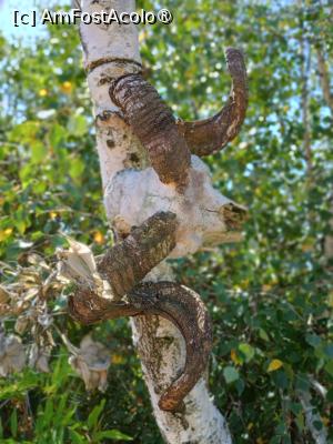 [P03] Un fel de sperietoare! » foto by Radix7
 - 
<span class="allrVoted glyphicon glyphicon-heart hidden" id="av1496967"></span>
<a class="m-l-10 hidden" id="sv1496967" onclick="voting_Foto_DelVot(,1496967,8046)" role="button">șterge vot <span class="glyphicon glyphicon-remove"></span></a>
<a id="v91496967" class=" c-red"  onclick="voting_Foto_SetVot(1496967)" role="button"><span class="glyphicon glyphicon-heart-empty"></span> <b>LIKE</b> = Votează poza</a> <img class="hidden"  id="f1496967W9" src="/imagini/loader.gif" border="0" /><span class="AjErrMes hidden" id="e1496967ErM"></span>