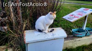 [P05] Mitzi apatică » foto by k-lator
 - 
<span class="allrVoted glyphicon glyphicon-heart hidden" id="av1425975"></span>
<a class="m-l-10 hidden" id="sv1425975" onclick="voting_Foto_DelVot(,1425975,8053)" role="button">șterge vot <span class="glyphicon glyphicon-remove"></span></a>
<a id="v91425975" class=" c-red"  onclick="voting_Foto_SetVot(1425975)" role="button"><span class="glyphicon glyphicon-heart-empty"></span> <b>LIKE</b> = Votează poza</a> <img class="hidden"  id="f1425975W9" src="/imagini/loader.gif" border="0" /><span class="AjErrMes hidden" id="e1425975ErM"></span>