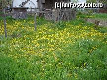 [P03] cum vine primavara, galbenul papadiilor invadeaza o parte din gradina » foto by deliutza27
 - 
<span class="allrVoted glyphicon glyphicon-heart hidden" id="av152264"></span>
<a class="m-l-10 hidden" id="sv152264" onclick="voting_Foto_DelVot(,152264,8128)" role="button">șterge vot <span class="glyphicon glyphicon-remove"></span></a>
<a id="v9152264" class=" c-red"  onclick="voting_Foto_SetVot(152264)" role="button"><span class="glyphicon glyphicon-heart-empty"></span> <b>LIKE</b> = Votează poza</a> <img class="hidden"  id="f152264W9" src="/imagini/loader.gif" border="0" /><span class="AjErrMes hidden" id="e152264ErM"></span>