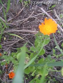 [P15] Gălbenele rătăcite pe malul Ampoiului. » foto by abbilbal*
 - 
<span class="allrVoted glyphicon glyphicon-heart hidden" id="av96978"></span>
<a class="m-l-10 hidden" id="sv96978" onclick="voting_Foto_DelVot(,96978,8128)" role="button">șterge vot <span class="glyphicon glyphicon-remove"></span></a>
<a id="v996978" class=" c-red"  onclick="voting_Foto_SetVot(96978)" role="button"><span class="glyphicon glyphicon-heart-empty"></span> <b>LIKE</b> = Votează poza</a> <img class="hidden"  id="f96978W9" src="/imagini/loader.gif" border="0" /><span class="AjErrMes hidden" id="e96978ErM"></span>