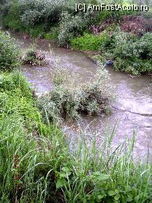 [P17] Lăstăriş crescut în albia Ampoiului. » foto by abbilbal*
 - 
<span class="allrVoted glyphicon glyphicon-heart hidden" id="av96980"></span>
<a class="m-l-10 hidden" id="sv96980" onclick="voting_Foto_DelVot(,96980,8128)" role="button">șterge vot <span class="glyphicon glyphicon-remove"></span></a>
<a id="v996980" class=" c-red"  onclick="voting_Foto_SetVot(96980)" role="button"><span class="glyphicon glyphicon-heart-empty"></span> <b>LIKE</b> = Votează poza</a> <img class="hidden"  id="f96980W9" src="/imagini/loader.gif" border="0" /><span class="AjErrMes hidden" id="e96980ErM"></span>