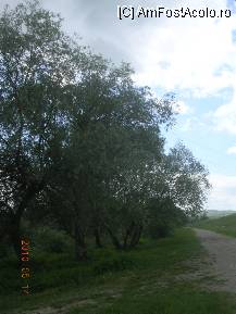 [P21] Grup de sălci pe malul Ampoiului. » foto by abbilbal*
 - 
<span class="allrVoted glyphicon glyphicon-heart hidden" id="av96984"></span>
<a class="m-l-10 hidden" id="sv96984" onclick="voting_Foto_DelVot(,96984,8128)" role="button">șterge vot <span class="glyphicon glyphicon-remove"></span></a>
<a id="v996984" class=" c-red"  onclick="voting_Foto_SetVot(96984)" role="button"><span class="glyphicon glyphicon-heart-empty"></span> <b>LIKE</b> = Votează poza</a> <img class="hidden"  id="f96984W9" src="/imagini/loader.gif" border="0" /><span class="AjErrMes hidden" id="e96984ErM"></span>