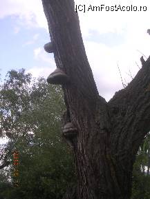 [P04] Salcă invadată de iască. » foto by abbilbal*
 - 
<span class="allrVoted glyphicon glyphicon-heart hidden" id="av96964"></span>
<a class="m-l-10 hidden" id="sv96964" onclick="voting_Foto_DelVot(,96964,8128)" role="button">șterge vot <span class="glyphicon glyphicon-remove"></span></a>
<a id="v996964" class=" c-red"  onclick="voting_Foto_SetVot(96964)" role="button"><span class="glyphicon glyphicon-heart-empty"></span> <b>LIKE</b> = Votează poza</a> <img class="hidden"  id="f96964W9" src="/imagini/loader.gif" border="0" /><span class="AjErrMes hidden" id="e96964ErM"></span>