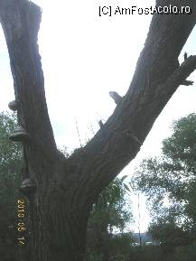 [P05] Aceeaşi salcă văzută din alt unghi. » foto by abbilbal*
 - 
<span class="allrVoted glyphicon glyphicon-heart hidden" id="av96965"></span>
<a class="m-l-10 hidden" id="sv96965" onclick="voting_Foto_DelVot(,96965,8128)" role="button">șterge vot <span class="glyphicon glyphicon-remove"></span></a>
<a id="v996965" class=" c-red"  onclick="voting_Foto_SetVot(96965)" role="button"><span class="glyphicon glyphicon-heart-empty"></span> <b>LIKE</b> = Votează poza</a> <img class="hidden"  id="f96965W9" src="/imagini/loader.gif" border="0" /><span class="AjErrMes hidden" id="e96965ErM"></span>
