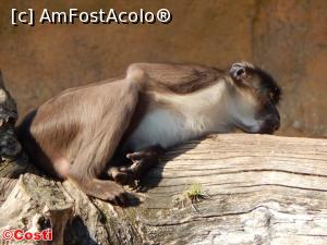 [P34] Bioparc » foto by Costi
 - 
<span class="allrVoted glyphicon glyphicon-heart hidden" id="av927060"></span>
<a class="m-l-10 hidden" id="sv927060" onclick="voting_Foto_DelVot(,927060,8268)" role="button">șterge vot <span class="glyphicon glyphicon-remove"></span></a>
<a id="v9927060" class=" c-red"  onclick="voting_Foto_SetVot(927060)" role="button"><span class="glyphicon glyphicon-heart-empty"></span> <b>LIKE</b> = Votează poza</a> <img class="hidden"  id="f927060W9" src="/imagini/loader.gif" border="0" /><span class="AjErrMes hidden" id="e927060ErM"></span>