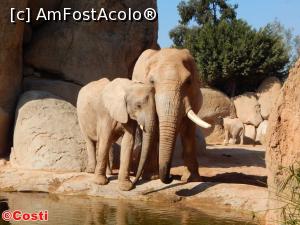 [P35] Bioparc » foto by Costi
 - 
<span class="allrVoted glyphicon glyphicon-heart hidden" id="av927061"></span>
<a class="m-l-10 hidden" id="sv927061" onclick="voting_Foto_DelVot(,927061,8268)" role="button">șterge vot <span class="glyphicon glyphicon-remove"></span></a>
<a id="v9927061" class=" c-red"  onclick="voting_Foto_SetVot(927061)" role="button"><span class="glyphicon glyphicon-heart-empty"></span> <b>LIKE</b> = Votează poza</a> <img class="hidden"  id="f927061W9" src="/imagini/loader.gif" border="0" /><span class="AjErrMes hidden" id="e927061ErM"></span>