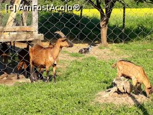 [P43] Manastirea Sf. Ioan Rusul din Slobozia Giurgiu. Caprite alsaciene.  » foto by Floria
 - 
<span class="allrVoted glyphicon glyphicon-heart hidden" id="av1037289"></span>
<a class="m-l-10 hidden" id="sv1037289" onclick="voting_Foto_DelVot(,1037289,8317)" role="button">șterge vot <span class="glyphicon glyphicon-remove"></span></a>
<a id="v91037289" class=" c-red"  onclick="voting_Foto_SetVot(1037289)" role="button"><span class="glyphicon glyphicon-heart-empty"></span> <b>LIKE</b> = Votează poza</a> <img class="hidden"  id="f1037289W9" src="/imagini/loader.gif" border="0" /><span class="AjErrMes hidden" id="e1037289ErM"></span>