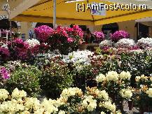 [P06] Lucca,expozitie florala » foto by dr.razvan
 - 
<span class="allrVoted glyphicon glyphicon-heart hidden" id="av205499"></span>
<a class="m-l-10 hidden" id="sv205499" onclick="voting_Foto_DelVot(,205499,8341)" role="button">șterge vot <span class="glyphicon glyphicon-remove"></span></a>
<a id="v9205499" class=" c-red"  onclick="voting_Foto_SetVot(205499)" role="button"><span class="glyphicon glyphicon-heart-empty"></span> <b>LIKE</b> = Votează poza</a> <img class="hidden"  id="f205499W9" src="/imagini/loader.gif" border="0" /><span class="AjErrMes hidden" id="e205499ErM"></span>
