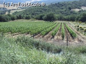 [P30] Val d'Orcia, în drum spre Pienza: viţă de vie cât cuprinde » foto by Carmen Ion
 - 
<span class="allrVoted glyphicon glyphicon-heart hidden" id="av710885"></span>
<a class="m-l-10 hidden" id="sv710885" onclick="voting_Foto_DelVot(,710885,8341)" role="button">șterge vot <span class="glyphicon glyphicon-remove"></span></a>
<a id="v9710885" class=" c-red"  onclick="voting_Foto_SetVot(710885)" role="button"><span class="glyphicon glyphicon-heart-empty"></span> <b>LIKE</b> = Votează poza</a> <img class="hidden"  id="f710885W9" src="/imagini/loader.gif" border="0" /><span class="AjErrMes hidden" id="e710885ErM"></span>