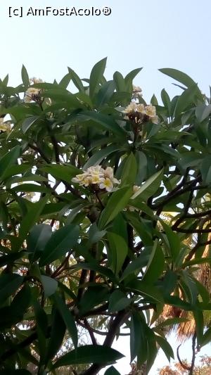 [P17] Frangipani  » foto by magda1612
 - 
<span class="allrVoted glyphicon glyphicon-heart hidden" id="av768689"></span>
<a class="m-l-10 hidden" id="sv768689" onclick="voting_Foto_DelVot(,768689,8427)" role="button">șterge vot <span class="glyphicon glyphicon-remove"></span></a>
<a id="v9768689" class=" c-red"  onclick="voting_Foto_SetVot(768689)" role="button"><span class="glyphicon glyphicon-heart-empty"></span> <b>LIKE</b> = Votează poza</a> <img class="hidden"  id="f768689W9" src="/imagini/loader.gif" border="0" /><span class="AjErrMes hidden" id="e768689ErM"></span>