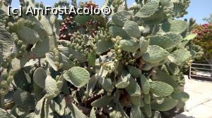 [P23] cactusi cu fructele din dotare (pe drumul spre Varosha - the ghost town :()  » foto by magda1612
 - 
<span class="allrVoted glyphicon glyphicon-heart hidden" id="av768695"></span>
<a class="m-l-10 hidden" id="sv768695" onclick="voting_Foto_DelVot(,768695,8427)" role="button">șterge vot <span class="glyphicon glyphicon-remove"></span></a>
<a id="v9768695" class=" c-red"  onclick="voting_Foto_SetVot(768695)" role="button"><span class="glyphicon glyphicon-heart-empty"></span> <b>LIKE</b> = Votează poza</a> <img class="hidden"  id="f768695W9" src="/imagini/loader.gif" border="0" /><span class="AjErrMes hidden" id="e768695ErM"></span>