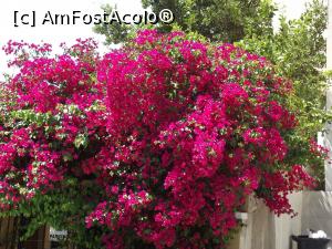 [P04] Bougainvillea de Larnaca » foto by irinad
 - 
<span class="allrVoted glyphicon glyphicon-heart hidden" id="av751978"></span>
<a class="m-l-10 hidden" id="sv751978" onclick="voting_Foto_DelVot(,751978,8430)" role="button">șterge vot <span class="glyphicon glyphicon-remove"></span></a>
<a id="v9751978" class=" c-red"  onclick="voting_Foto_SetVot(751978)" role="button"><span class="glyphicon glyphicon-heart-empty"></span> <b>LIKE</b> = Votează poza</a> <img class="hidden"  id="f751978W9" src="/imagini/loader.gif" border="0" /><span class="AjErrMes hidden" id="e751978ErM"></span>