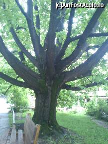 [P24] Asa ne sunt radacinile de groase... ca ale acestui falnic stejar (sper ca n-am incurcat... flora :))  » foto by alinaro
 - 
<span class="allrVoted glyphicon glyphicon-heart hidden" id="av342873"></span>
<a class="m-l-10 hidden" id="sv342873" onclick="voting_Foto_DelVot(,342873,8488)" role="button">șterge vot <span class="glyphicon glyphicon-remove"></span></a>
<a id="v9342873" class=" c-red"  onclick="voting_Foto_SetVot(342873)" role="button"><span class="glyphicon glyphicon-heart-empty"></span> <b>LIKE</b> = Votează poza</a> <img class="hidden"  id="f342873W9" src="/imagini/loader.gif" border="0" /><span class="AjErrMes hidden" id="e342873ErM"></span>