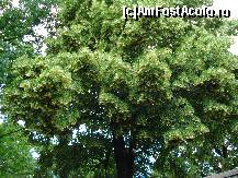 [P42] Bucuresti - Muzeul satului , unul din teii infloriti » foto by Diaura*
 - 
<span class="allrVoted glyphicon glyphicon-heart hidden" id="av321806"></span>
<a class="m-l-10 hidden" id="sv321806" onclick="voting_Foto_DelVot(,321806,8488)" role="button">șterge vot <span class="glyphicon glyphicon-remove"></span></a>
<a id="v9321806" class=" c-red"  onclick="voting_Foto_SetVot(321806)" role="button"><span class="glyphicon glyphicon-heart-empty"></span> <b>LIKE</b> = Votează poza</a> <img class="hidden"  id="f321806W9" src="/imagini/loader.gif" border="0" /><span class="AjErrMes hidden" id="e321806ErM"></span>