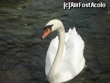 [P15] Zell am See » foto by iulianam
 - 
<span class="allrVoted glyphicon glyphicon-heart hidden" id="av185007"></span>
<a class="m-l-10 hidden" id="sv185007" onclick="voting_Foto_DelVot(,185007,8516)" role="button">șterge vot <span class="glyphicon glyphicon-remove"></span></a>
<a id="v9185007" class=" c-red"  onclick="voting_Foto_SetVot(185007)" role="button"><span class="glyphicon glyphicon-heart-empty"></span> <b>LIKE</b> = Votează poza</a> <img class="hidden"  id="f185007W9" src="/imagini/loader.gif" border="0" /><span class="AjErrMes hidden" id="e185007ErM"></span>