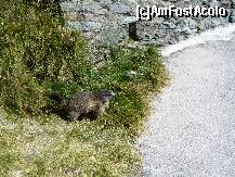 [P09] marmotica » foto by iulianam
 - 
<span class="allrVoted glyphicon glyphicon-heart hidden" id="av185001"></span>
<a class="m-l-10 hidden" id="sv185001" onclick="voting_Foto_DelVot(,185001,8516)" role="button">șterge vot <span class="glyphicon glyphicon-remove"></span></a>
<a id="v9185001" class=" c-red"  onclick="voting_Foto_SetVot(185001)" role="button"><span class="glyphicon glyphicon-heart-empty"></span> <b>LIKE</b> = Votează poza</a> <img class="hidden"  id="f185001W9" src="/imagini/loader.gif" border="0" /><span class="AjErrMes hidden" id="e185001ErM"></span>