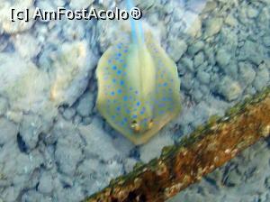 [P26] Stingray » foto by basaku
 - 
<span class="allrVoted glyphicon glyphicon-heart hidden" id="av945924"></span>
<a class="m-l-10 hidden" id="sv945924" onclick="voting_Foto_DelVot(,945924,8517)" role="button">șterge vot <span class="glyphicon glyphicon-remove"></span></a>
<a id="v9945924" class=" c-red"  onclick="voting_Foto_SetVot(945924)" role="button"><span class="glyphicon glyphicon-heart-empty"></span> <b>LIKE</b> = Votează poza</a> <img class="hidden"  id="f945924W9" src="/imagini/loader.gif" border="0" /><span class="AjErrMes hidden" id="e945924ErM"></span>