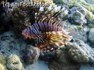 [P31] Lion fish » foto by basaku
 - 
<span class="allrVoted glyphicon glyphicon-heart hidden" id="av945929"></span>
<a class="m-l-10 hidden" id="sv945929" onclick="voting_Foto_DelVot(,945929,8517)" role="button">șterge vot <span class="glyphicon glyphicon-remove"></span></a>
<a id="v9945929" class=" c-red"  onclick="voting_Foto_SetVot(945929)" role="button"><span class="glyphicon glyphicon-heart-empty"></span> <b>LIKE</b> = Votează poza</a> <img class="hidden"  id="f945929W9" src="/imagini/loader.gif" border="0" /><span class="AjErrMes hidden" id="e945929ErM"></span>