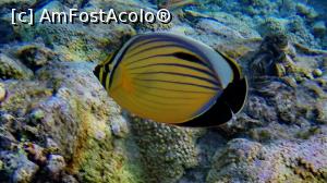 [P32] polyp butterflyfish » foto by basaku
 - 
<span class="allrVoted glyphicon glyphicon-heart hidden" id="av945930"></span>
<a class="m-l-10 hidden" id="sv945930" onclick="voting_Foto_DelVot(,945930,8517)" role="button">șterge vot <span class="glyphicon glyphicon-remove"></span></a>
<a id="v9945930" class=" c-red"  onclick="voting_Foto_SetVot(945930)" role="button"><span class="glyphicon glyphicon-heart-empty"></span> <b>LIKE</b> = Votează poza</a> <img class="hidden"  id="f945930W9" src="/imagini/loader.gif" border="0" /><span class="AjErrMes hidden" id="e945930ErM"></span>