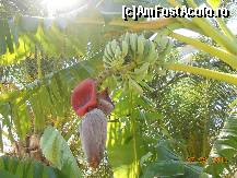 [P08] Banan in gradina hotelului » foto by MihaiSpeteanu
 - 
<span class="allrVoted glyphicon glyphicon-heart hidden" id="av468610"></span>
<a class="m-l-10 hidden" id="sv468610" onclick="voting_Foto_DelVot(,468610,8653)" role="button">șterge vot <span class="glyphicon glyphicon-remove"></span></a>
<a id="v9468610" class=" c-red"  onclick="voting_Foto_SetVot(468610)" role="button"><span class="glyphicon glyphicon-heart-empty"></span> <b>LIKE</b> = Votează poza</a> <img class="hidden"  id="f468610W9" src="/imagini/loader.gif" border="0" /><span class="AjErrMes hidden" id="e468610ErM"></span>