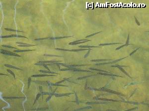 [P27] Dimineata pestii isi faceau de cap ciugulind picioarele ce le gaseau in cale.  » foto by foxliviu71
 - 
<span class="allrVoted glyphicon glyphicon-heart hidden" id="av360461"></span>
<a class="m-l-10 hidden" id="sv360461" onclick="voting_Foto_DelVot(,360461,8653)" role="button">șterge vot <span class="glyphicon glyphicon-remove"></span></a>
<a id="v9360461" class=" c-red"  onclick="voting_Foto_SetVot(360461)" role="button"><span class="glyphicon glyphicon-heart-empty"></span> <b>LIKE</b> = Votează poza</a> <img class="hidden"  id="f360461W9" src="/imagini/loader.gif" border="0" /><span class="AjErrMes hidden" id="e360461ErM"></span>