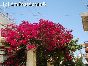 [P12] Bougainvillea de Famagusta » foto by irinad
 - 
<span class="allrVoted glyphicon glyphicon-heart hidden" id="av749857"></span>
<a class="m-l-10 hidden" id="sv749857" onclick="voting_Foto_DelVot(,749857,8732)" role="button">șterge vot <span class="glyphicon glyphicon-remove"></span></a>
<a id="v9749857" class=" c-red"  onclick="voting_Foto_SetVot(749857)" role="button"><span class="glyphicon glyphicon-heart-empty"></span> <b>LIKE</b> = Votează poza</a> <img class="hidden"  id="f749857W9" src="/imagini/loader.gif" border="0" /><span class="AjErrMes hidden" id="e749857ErM"></span>