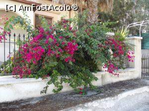 [P39] Bougainvillea de Larnaca » foto by irinad
 - 
<span class="allrVoted glyphicon glyphicon-heart hidden" id="av749889"></span>
<a class="m-l-10 hidden" id="sv749889" onclick="voting_Foto_DelVot(,749889,8732)" role="button">șterge vot <span class="glyphicon glyphicon-remove"></span></a>
<a id="v9749889" class=" c-red"  onclick="voting_Foto_SetVot(749889)" role="button"><span class="glyphicon glyphicon-heart-empty"></span> <b>LIKE</b> = Votează poza</a> <img class="hidden"  id="f749889W9" src="/imagini/loader.gif" border="0" /><span class="AjErrMes hidden" id="e749889ErM"></span>