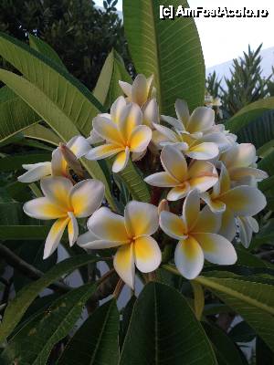 P02 [JUN-2013] Plumeria -  florile ale carui parfum ne-a invaluit vacanta