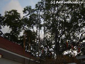 [P12] Ficus religiosa. Budha medita doar sub un astfel de arbore » foto by nela b
 - 
<span class="allrVoted glyphicon glyphicon-heart hidden" id="av525638"></span>
<a class="m-l-10 hidden" id="sv525638" onclick="voting_Foto_DelVot(,525638,8783)" role="button">șterge vot <span class="glyphicon glyphicon-remove"></span></a>
<a id="v9525638" class=" c-red"  onclick="voting_Foto_SetVot(525638)" role="button"><span class="glyphicon glyphicon-heart-empty"></span> <b>LIKE</b> = Votează poza</a> <img class="hidden"  id="f525638W9" src="/imagini/loader.gif" border="0" /><span class="AjErrMes hidden" id="e525638ErM"></span>