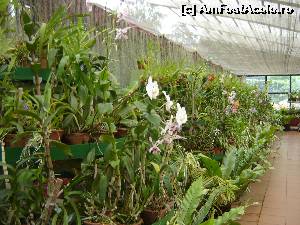 [P40] Sera cu orhidee din gradina botanica -peradenya, amenajata intr-o bucla a fluviului Mahaweli.  » foto by nela b
 - 
<span class="allrVoted glyphicon glyphicon-heart hidden" id="av526908"></span>
<a class="m-l-10 hidden" id="sv526908" onclick="voting_Foto_DelVot(,526908,8783)" role="button">șterge vot <span class="glyphicon glyphicon-remove"></span></a>
<a id="v9526908" class=" c-red"  onclick="voting_Foto_SetVot(526908)" role="button"><span class="glyphicon glyphicon-heart-empty"></span> <b>LIKE</b> = Votează poza</a> <img class="hidden"  id="f526908W9" src="/imagini/loader.gif" border="0" /><span class="AjErrMes hidden" id="e526908ErM"></span>