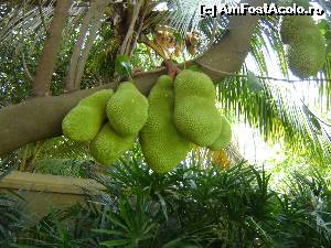 [P50] Arborele Jak (artocarpus heterophyllus) cu fructele sale mari cat un pepene rosu. E bun dar poate ca de prima data nu cucereste pe toata lumea (au fost la care nu le-a placut)  » foto by nela b
 - 
<span class="allrVoted glyphicon glyphicon-heart hidden" id="av526933"></span>
<a class="m-l-10 hidden" id="sv526933" onclick="voting_Foto_DelVot(,526933,8783)" role="button">șterge vot <span class="glyphicon glyphicon-remove"></span></a>
<a id="v9526933" class=" c-red"  onclick="voting_Foto_SetVot(526933)" role="button"><span class="glyphicon glyphicon-heart-empty"></span> <b>LIKE</b> = Votează poza</a> <img class="hidden"  id="f526933W9" src="/imagini/loader.gif" border="0" /><span class="AjErrMes hidden" id="e526933ErM"></span>
