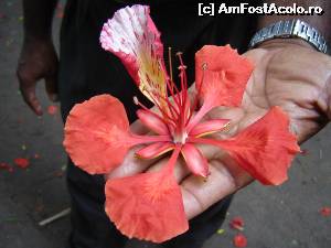 [P51] Floarea acestui 'arbore arzator, in flacari'.  » foto by nela b
 - 
<span class="allrVoted glyphicon glyphicon-heart hidden" id="av526948"></span>
<a class="m-l-10 hidden" id="sv526948" onclick="voting_Foto_DelVot(,526948,8783)" role="button">șterge vot <span class="glyphicon glyphicon-remove"></span></a>
<a id="v9526948" class=" c-red"  onclick="voting_Foto_SetVot(526948)" role="button"><span class="glyphicon glyphicon-heart-empty"></span> <b>LIKE</b> = Votează poza</a> <img class="hidden"  id="f526948W9" src="/imagini/loader.gif" border="0" /><span class="AjErrMes hidden" id="e526948ErM"></span>