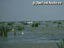 [P12] Pelicani in Golful Musura » foto by CYP72
 - 
<span class="allrVoted glyphicon glyphicon-heart hidden" id="av203449"></span>
<a class="m-l-10 hidden" id="sv203449" onclick="voting_Foto_DelVot(,203449,8983)" role="button">șterge vot <span class="glyphicon glyphicon-remove"></span></a>
<a id="v9203449" class=" c-red"  onclick="voting_Foto_SetVot(203449)" role="button"><span class="glyphicon glyphicon-heart-empty"></span> <b>LIKE</b> = Votează poza</a> <img class="hidden"  id="f203449W9" src="/imagini/loader.gif" border="0" /><span class="AjErrMes hidden" id="e203449ErM"></span>