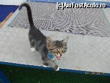 [P13] Si pisicul » foto by rodica1016
 - 
<span class="allrVoted glyphicon glyphicon-heart hidden" id="av471638"></span>
<a class="m-l-10 hidden" id="sv471638" onclick="voting_Foto_DelVot(,471638,8983)" role="button">șterge vot <span class="glyphicon glyphicon-remove"></span></a>
<a id="v9471638" class=" c-red"  onclick="voting_Foto_SetVot(471638)" role="button"><span class="glyphicon glyphicon-heart-empty"></span> <b>LIKE</b> = Votează poza</a> <img class="hidden"  id="f471638W9" src="/imagini/loader.gif" border="0" /><span class="AjErrMes hidden" id="e471638ErM"></span>