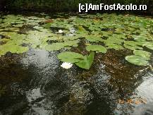 [P17] Nuferi » foto by rodica1016
 - 
<span class="allrVoted glyphicon glyphicon-heart hidden" id="av471642"></span>
<a class="m-l-10 hidden" id="sv471642" onclick="voting_Foto_DelVot(,471642,8983)" role="button">șterge vot <span class="glyphicon glyphicon-remove"></span></a>
<a id="v9471642" class=" c-red"  onclick="voting_Foto_SetVot(471642)" role="button"><span class="glyphicon glyphicon-heart-empty"></span> <b>LIKE</b> = Votează poza</a> <img class="hidden"  id="f471642W9" src="/imagini/loader.gif" border="0" /><span class="AjErrMes hidden" id="e471642ErM"></span>