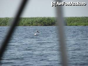 [P41] Tov. Pelican singuratic » foto by Arpad Bojte
 - 
<span class="allrVoted glyphicon glyphicon-heart hidden" id="av435660"></span>
<a class="m-l-10 hidden" id="sv435660" onclick="voting_Foto_DelVot(,435660,9050)" role="button">șterge vot <span class="glyphicon glyphicon-remove"></span></a>
<a id="v9435660" class=" c-red"  onclick="voting_Foto_SetVot(435660)" role="button"><span class="glyphicon glyphicon-heart-empty"></span> <b>LIKE</b> = Votează poza</a> <img class="hidden"  id="f435660W9" src="/imagini/loader.gif" border="0" /><span class="AjErrMes hidden" id="e435660ErM"></span>