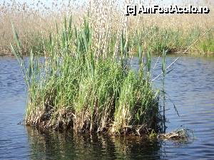 [P14] Plaur plutind pe unul dintre canale » foto by adianghel
 - 
<span class="allrVoted glyphicon glyphicon-heart hidden" id="av418523"></span>
<a class="m-l-10 hidden" id="sv418523" onclick="voting_Foto_DelVot(,418523,9050)" role="button">șterge vot <span class="glyphicon glyphicon-remove"></span></a>
<a id="v9418523" class=" c-red"  onclick="voting_Foto_SetVot(418523)" role="button"><span class="glyphicon glyphicon-heart-empty"></span> <b>LIKE</b> = Votează poza</a> <img class="hidden"  id="f418523W9" src="/imagini/loader.gif" border="0" /><span class="AjErrMes hidden" id="e418523ErM"></span>