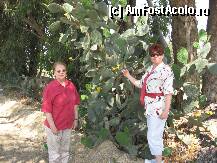 [P01] in drum spre Sbeitla, la umbra unui cactus in floare » foto by ileana45
 - 
<span class="allrVoted glyphicon glyphicon-heart hidden" id="av206784"></span>
<a class="m-l-10 hidden" id="sv206784" onclick="voting_Foto_DelVot(,206784,9066)" role="button">șterge vot <span class="glyphicon glyphicon-remove"></span></a>
<a id="v9206784" class=" c-red"  onclick="voting_Foto_SetVot(206784)" role="button"><span class="glyphicon glyphicon-heart-empty"></span> <b>LIKE</b> = Votează poza</a> <img class="hidden"  id="f206784W9" src="/imagini/loader.gif" border="0" /><span class="AjErrMes hidden" id="e206784ErM"></span>