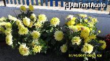 [P46] crizanteme » foto by adryana
 - 
<span class="allrVoted glyphicon glyphicon-heart hidden" id="av158978"></span>
<a class="m-l-10 hidden" id="sv158978" onclick="voting_Foto_DelVot(,158978,9099)" role="button">șterge vot <span class="glyphicon glyphicon-remove"></span></a>
<a id="v9158978" class=" c-red"  onclick="voting_Foto_SetVot(158978)" role="button"><span class="glyphicon glyphicon-heart-empty"></span> <b>LIKE</b> = Votează poza</a> <img class="hidden"  id="f158978W9" src="/imagini/loader.gif" border="0" /><span class="AjErrMes hidden" id="e158978ErM"></span>