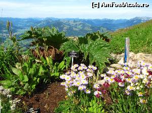 [P12] Din Alpen Blumen Garten -1 » foto by saxonul
 - 
<span class="allrVoted glyphicon glyphicon-heart hidden" id="av546924"></span>
<a class="m-l-10 hidden" id="sv546924" onclick="voting_Foto_DelVot(,546924,9111)" role="button">șterge vot <span class="glyphicon glyphicon-remove"></span></a>
<a id="v9546924" class=" c-red"  onclick="voting_Foto_SetVot(546924)" role="button"><span class="glyphicon glyphicon-heart-empty"></span> <b>LIKE</b> = Votează poza</a> <img class="hidden"  id="f546924W9" src="/imagini/loader.gif" border="0" /><span class="AjErrMes hidden" id="e546924ErM"></span>
