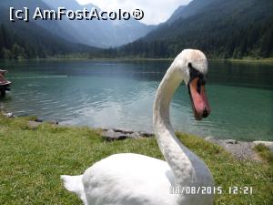 [P83] Frumușica » foto by Alina53
 - 
<span class="allrVoted glyphicon glyphicon-heart hidden" id="av732429"></span>
<a class="m-l-10 hidden" id="sv732429" onclick="voting_Foto_DelVot(,732429,9363)" role="button">șterge vot <span class="glyphicon glyphicon-remove"></span></a>
<a id="v9732429" class=" c-red"  onclick="voting_Foto_SetVot(732429)" role="button"><span class="glyphicon glyphicon-heart-empty"></span> <b>LIKE</b> = Votează poza</a> <img class="hidden"  id="f732429W9" src="/imagini/loader.gif" border="0" /><span class="AjErrMes hidden" id="e732429ErM"></span>