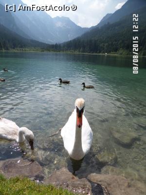 [P86] Jagersee » foto by Alina53
 - 
<span class="allrVoted glyphicon glyphicon-heart hidden" id="av732434"></span>
<a class="m-l-10 hidden" id="sv732434" onclick="voting_Foto_DelVot(,732434,9363)" role="button">șterge vot <span class="glyphicon glyphicon-remove"></span></a>
<a id="v9732434" class=" c-red"  onclick="voting_Foto_SetVot(732434)" role="button"><span class="glyphicon glyphicon-heart-empty"></span> <b>LIKE</b> = Votează poza</a> <img class="hidden"  id="f732434W9" src="/imagini/loader.gif" border="0" /><span class="AjErrMes hidden" id="e732434ErM"></span>